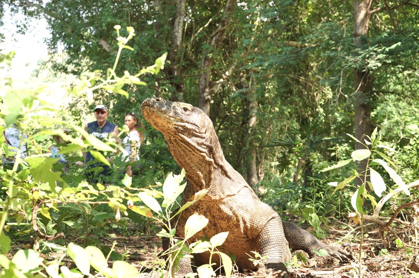 Komodo Dragon at Komodo island