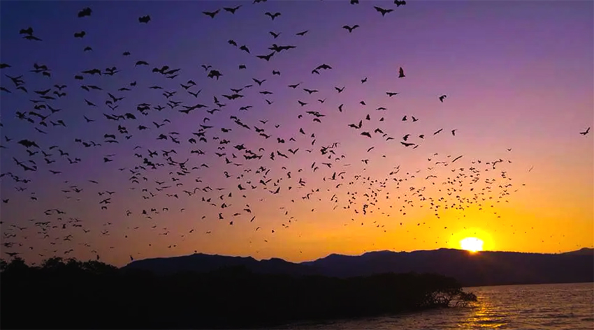 Sunset at Kalong Island 