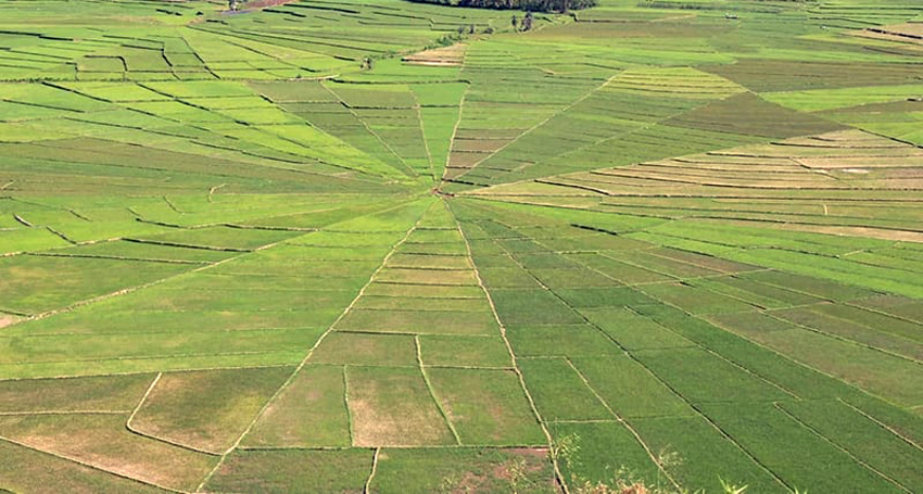 Cancar Spider Rice field - Wae Rebo Trip 3D2N