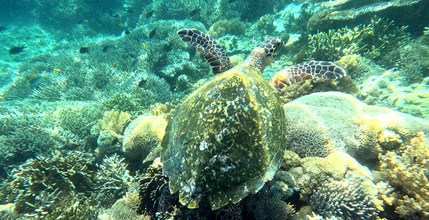 Siaba Island - Labuan Bajo