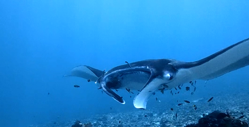 Snorkeling in Manta Point