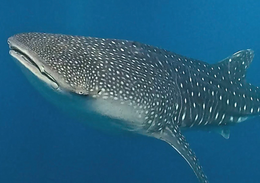 Snorkeling with Whale Shark in Saleh Bay Sumbawa
